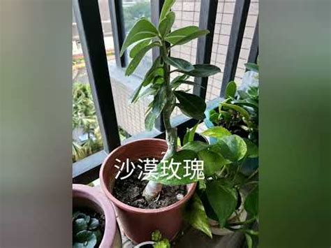 西曬陽台植物